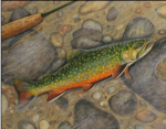 (image for) Brook Trout 2